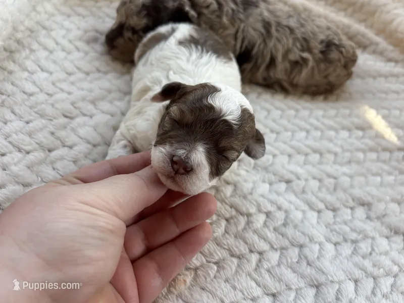 Valentino(choc sable parti)