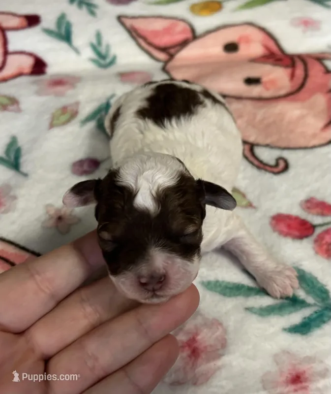 Valentino(choc sable parti)