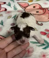 Valentino(choc sable parti), a male Poodle - Miniature  for sale in Camden, AR – Photo 1 of 4