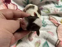 Valentino, a male Poodle - Miniature  for sale in Camden, AR – Photo 1 of 3