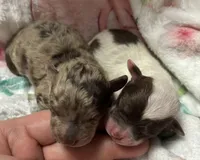 Valentino, a male Poodle - Miniature  for sale in Camden, AR – Photo 3 of 3