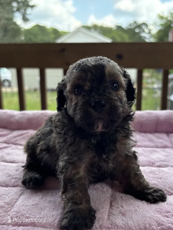 Caspian – Poodle - Toy  puppy for sale in Camden, AR