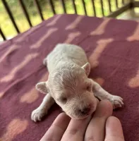 Marshmellow , a female Poodle - Toy  for sale in Camden, AR – 2 of 2