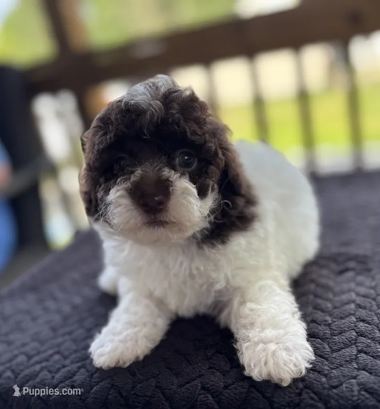 Titan (chocolate parti) – Poodle - Toy  puppy for sale in Camden, AR