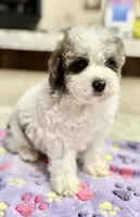 Topez (Merle with 2 blue eyes), a male Poodle - Toy  for sale in Camden, AR – 2 of 7