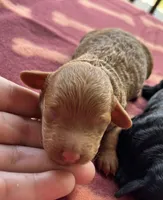 Sadie (akc) , a female Poodle - Miniature  for sale in Camden, AR – 2 of 2