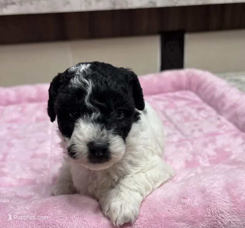 Discordia  – Poodle - Toy  puppy for sale in Camden, AR