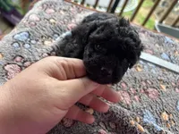 Chanel, a female Poodle - Toy  for sale in Camden, AR – 3 of 3