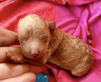 Delilah, a female Poodle - Toy  for sale in Camden, AR – 1 of 2