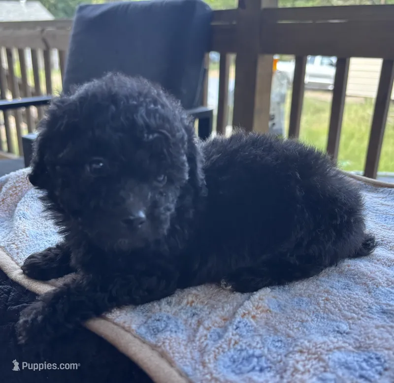 Mabeline – Poodle - Toy  puppy for sale in Camden, AR