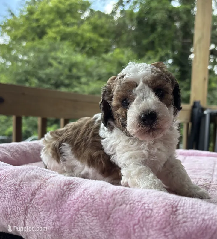 Hercules (sable parti)  – Poodle - Toy  puppy for sale in Camden, AR