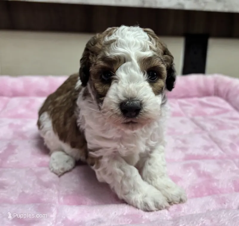 Hercules (sable parti)  – Poodle - Toy  puppy for sale in Camden, AR