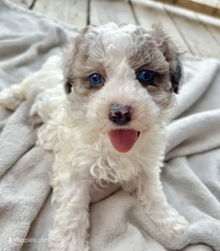 Topez (Merle with blue eyes) – Poodle - Toy  puppy for sale in Camden, AR