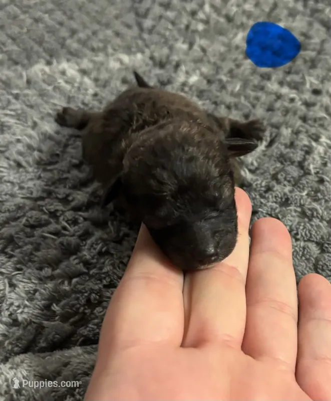 Caspian – Poodle - Toy  puppy for sale in Camden, AR