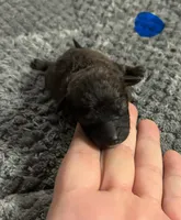 Caspian, a male Poodle - Toy  for sale in Camden, AR – 1 of 1
