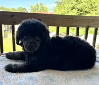 Kylie (phantom-akc), a female Poodle - Toy  for sale in Camden, AR – 2 of 3