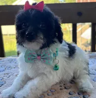 Ellie, a female Poodle - Toy  for sale in Camden, AR – 3 of 6