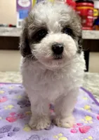 Topez (Merle with 2 blue eyes), a male Poodle - Toy  for sale in Camden, AR – 5 of 7