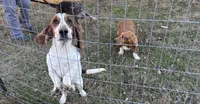Molly, a female Basset Hound for sale in Camden, AR – 2 of 3