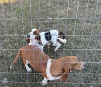 Molly, a female Basset Hound for sale in Camden, AR – 3 of 3