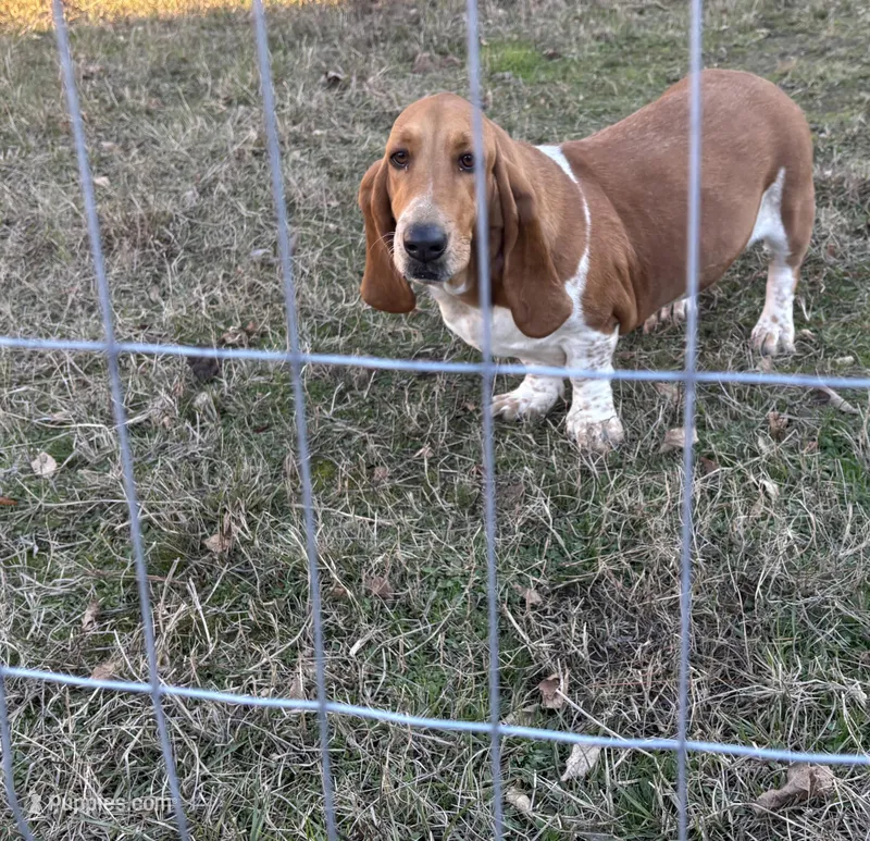 Molly – Basset Hound puppy for sale in Camden, AR