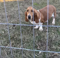 Molly, a female Basset Hound for sale in Camden, AR – 1 of 3