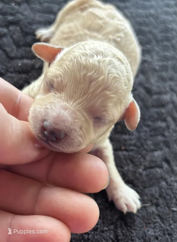 Uno(akc) color mutation – Poodle - Toy  puppy for sale in Camden, AR