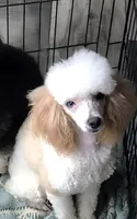 Cosmo, a male Poodle - Toy  for sale in Camden, AR – Photo 3 of 4