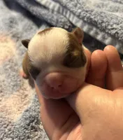 Athena , a female Boston Terrier for sale in Camden, AR – 2 of 5
