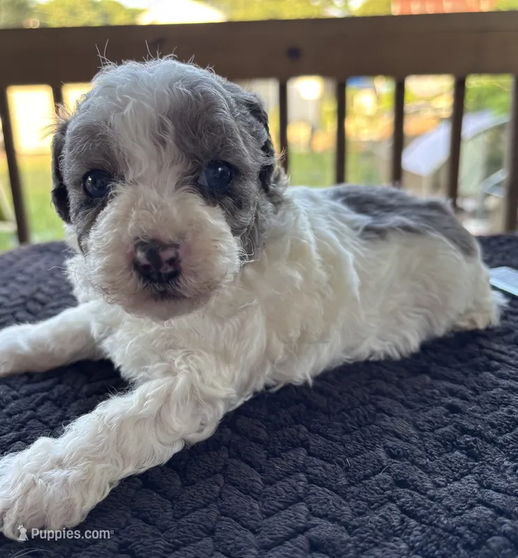 Topez (Merle with blue eyes) – Poodle - Toy  puppy for sale in Camden, AR