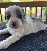 Topez (Merle with blue eyes), a male Poodle - Toy  for sale in Camden, AR – 1 of 7