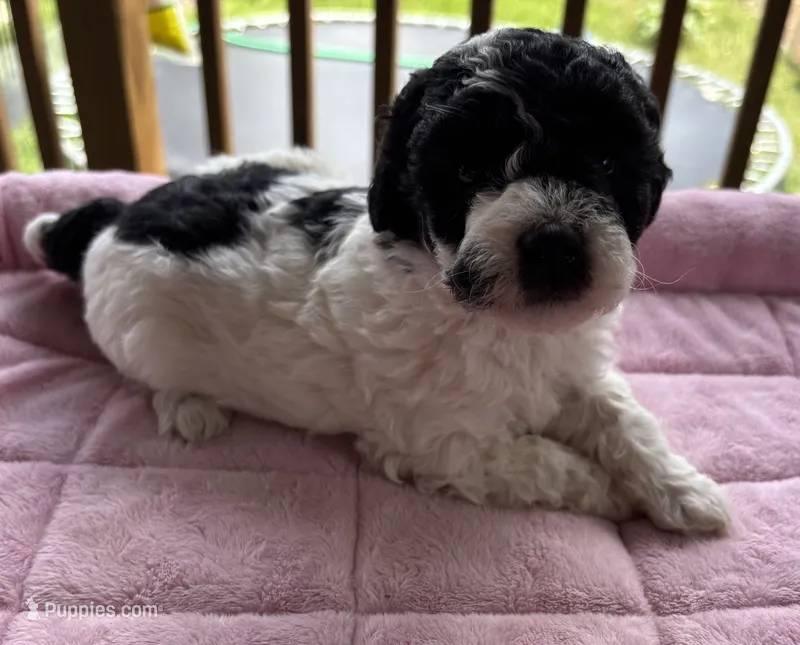 Discordia  – Poodle - Toy  puppy for sale in Camden, AR