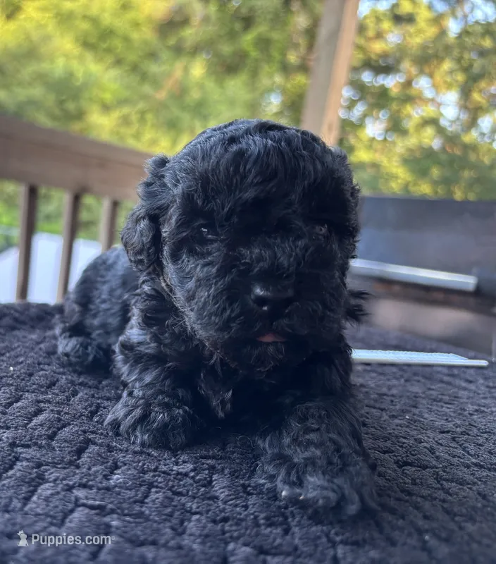 Onyx – Poodle - Toy  puppy for sale in Camden, AR