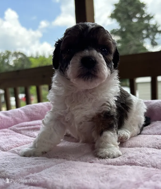 Zeus – Poodle - Toy  puppy for sale in Camden, AR