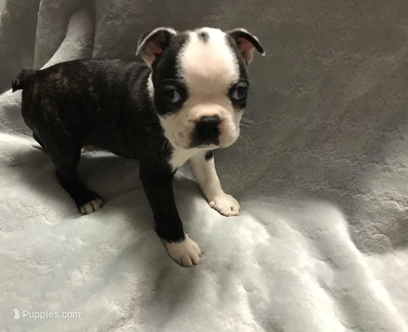 Akc brindle, a male Boston Terrier for sale in Camden, AR – Photo 1 of 4