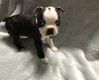 Akc brindle, a male Boston Terrier for sale in Camden, AR – Photo 1 of 4