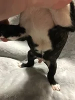 Akc brindle, a male Boston Terrier for sale in Camden, AR – Photo 4 of 4