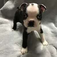 Akc brindle, a male Boston Terrier for sale in Camden, AR – Photo 2 of 4