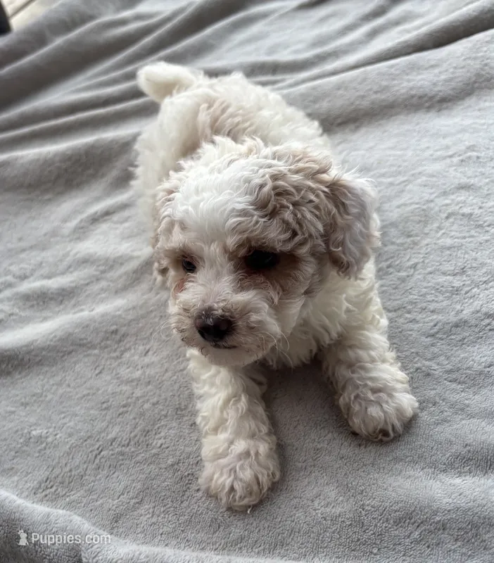 Amber  – Poodle - Toy  puppy for sale in Camden, AR