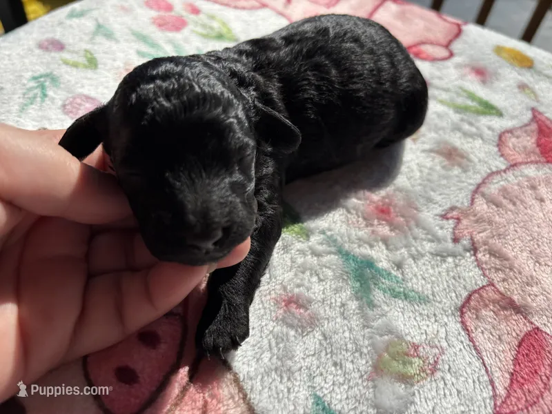 Jellybean (akc)  – Poodle - Miniature  puppy for sale in Camden, AR
