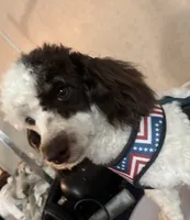 Monty (brown phantom parti), a male Poodle - Miniature  for sale in Camden, AR – 5 of 6