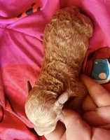 Delilah, a female Poodle - Toy  for sale in Camden, AR – 2 of 2