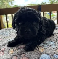Chanel, a female Poodle - Toy  for sale in Camden, AR – 2 of 3