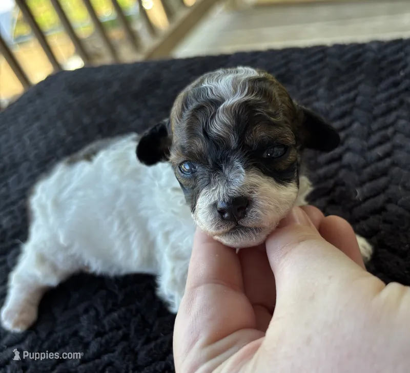 Zeus – Poodle - Toy  puppy for sale in Camden, AR