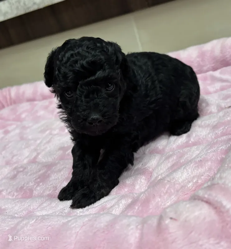 Poseidon  – Poodle - Toy  puppy for sale in Camden, AR