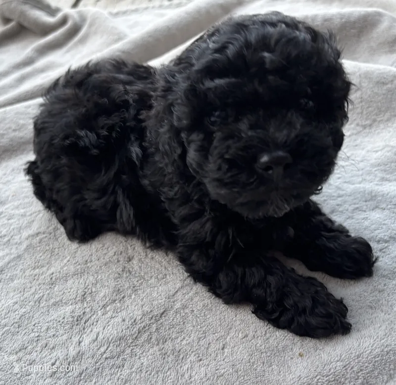 Onyx – Poodle - Toy  puppy for sale in Camden, AR