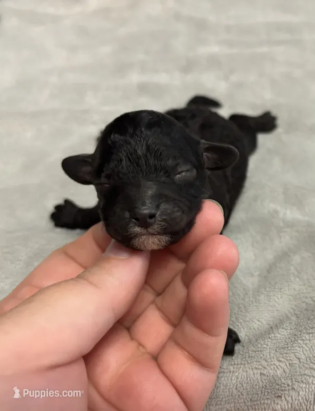 Pearl – Poodle - Toy  puppy for sale in Camden, AR