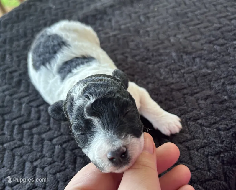 Discordia  – Poodle - Toy  puppy for sale in Camden, AR