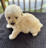 Uno , a male Poodle - Toy  for sale in Camden, AR – 5 of 7