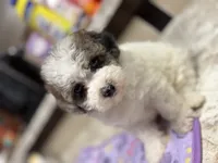 Topez (Merle with 2 blue eyes), a male Poodle - Toy  for sale in Camden, AR – 4 of 7